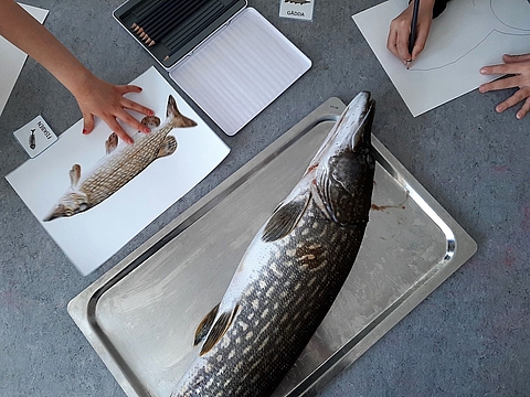 Auf einem Tisch liegt ein toter Fisch auf einem Tablett. Kinder zeichnen diesen Fisch auf Papier nach.